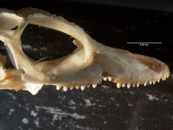 Media type: image;   Herpetology R-20611